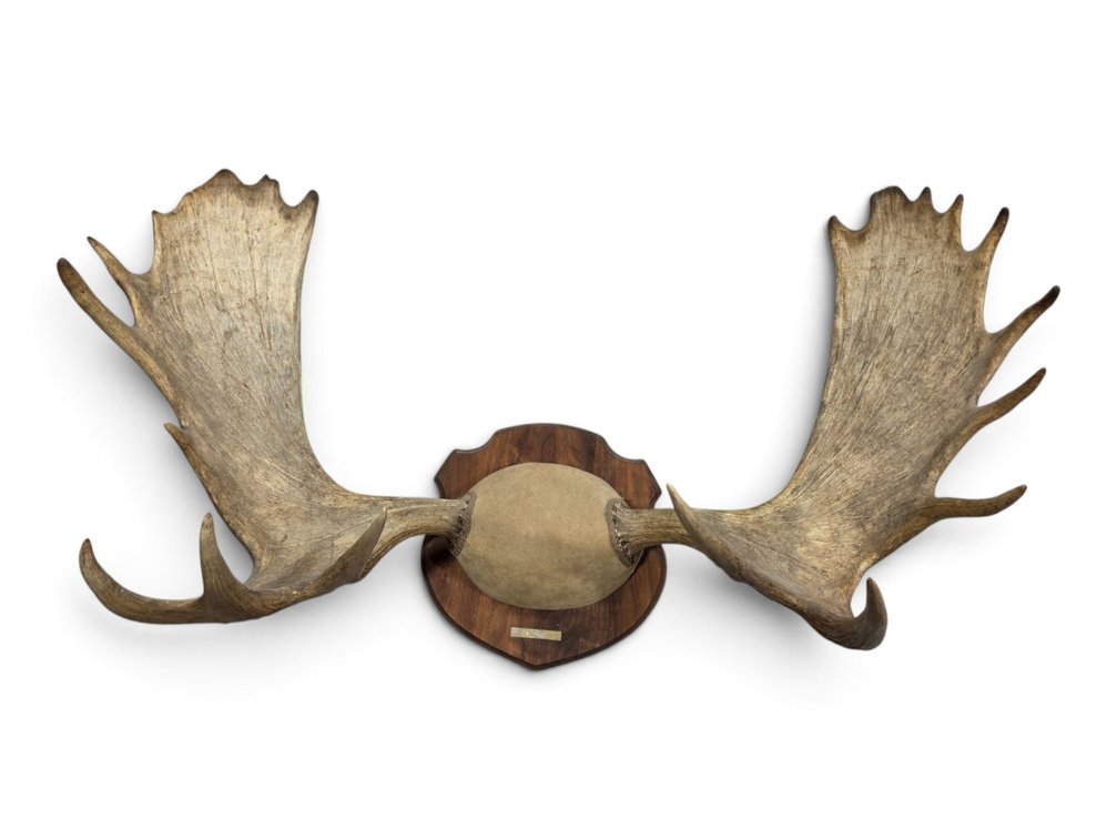 Moose Antler Trophy Mount with Broad Palms on Wooden Shield