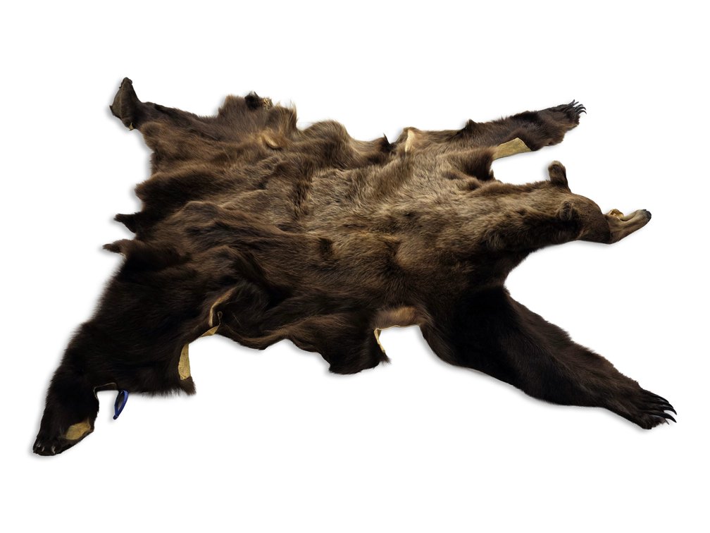 Tanned Alaskan Grizzly Bear Hide