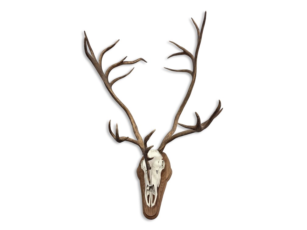 Caribou Antler & Upper-Skull Trophy Mount with Long Palms
