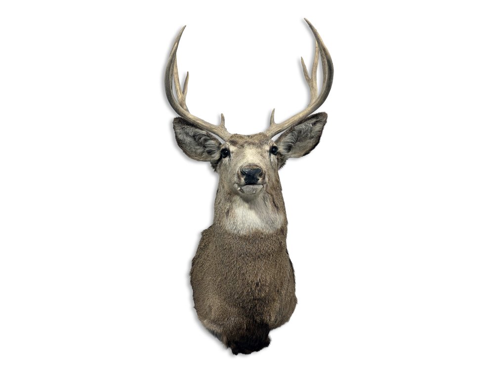 Mule Deer Taxidermy Shoulder Mount