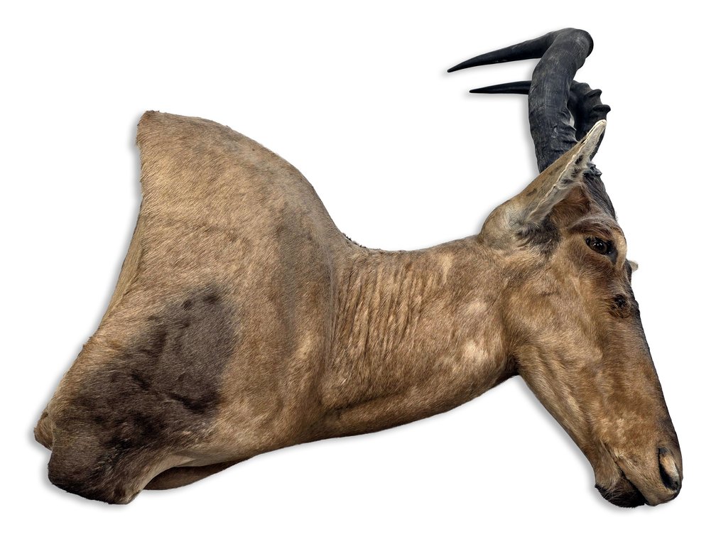Hartebeest Taxidermy Shoulder Mount with Heavily Ridged Horns