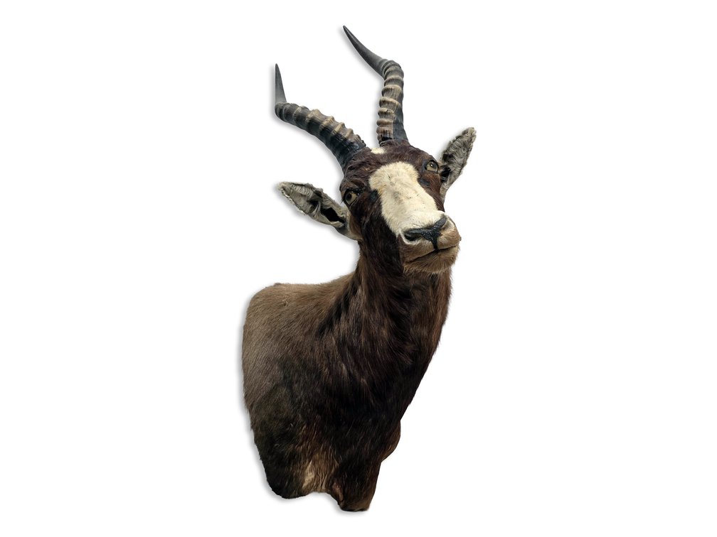 Blesbok Taxidermy Shoulder Mount with Ridged Horns & White Facial Blaze