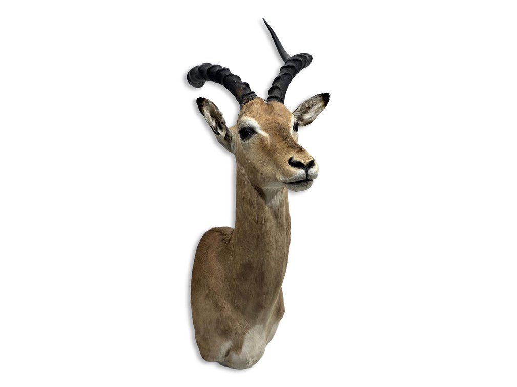African Impala Taxidermy Shoulder Mount with Lyre-Shaped Horns