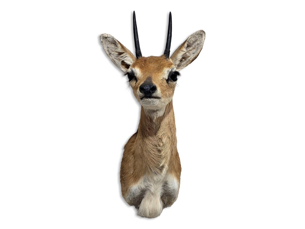 Steenbok Taxidermy Shoulder Mount with Slender Upright Horns
