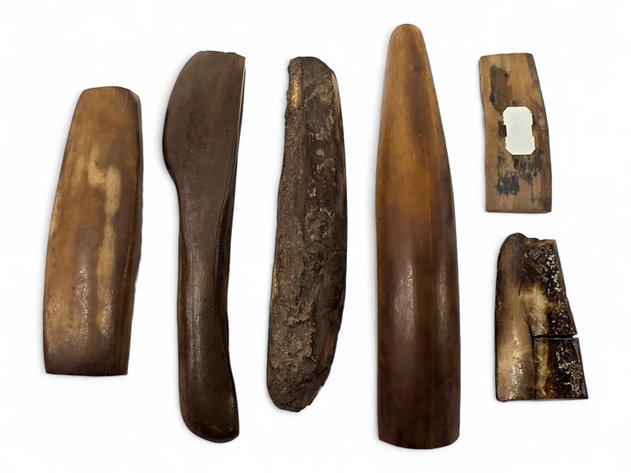 Antler & Fossilized Walrus Ivory Specimens