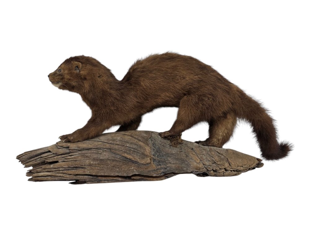 American Mink Taxidermy Mount on Driftwood Base