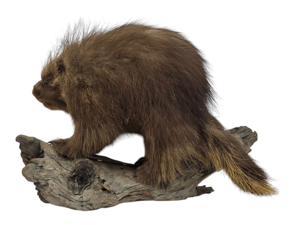North American Porcupine Taxidermy Mount on Driftwood