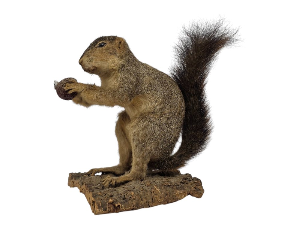 Taxidermy Fox Squirrel Holding a Nut on Natural Wood Base