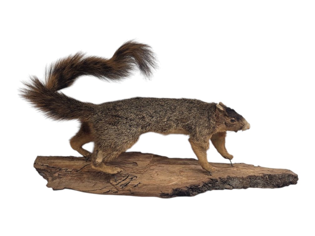 Fox Squirrel Taxidermy on Wood Base