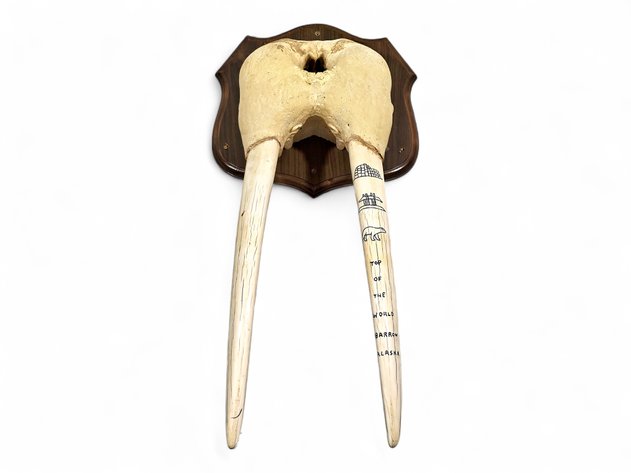 Mounted Walrus Skull & Tusks with ‘Top of the World, Barrow’ Scrimshaw