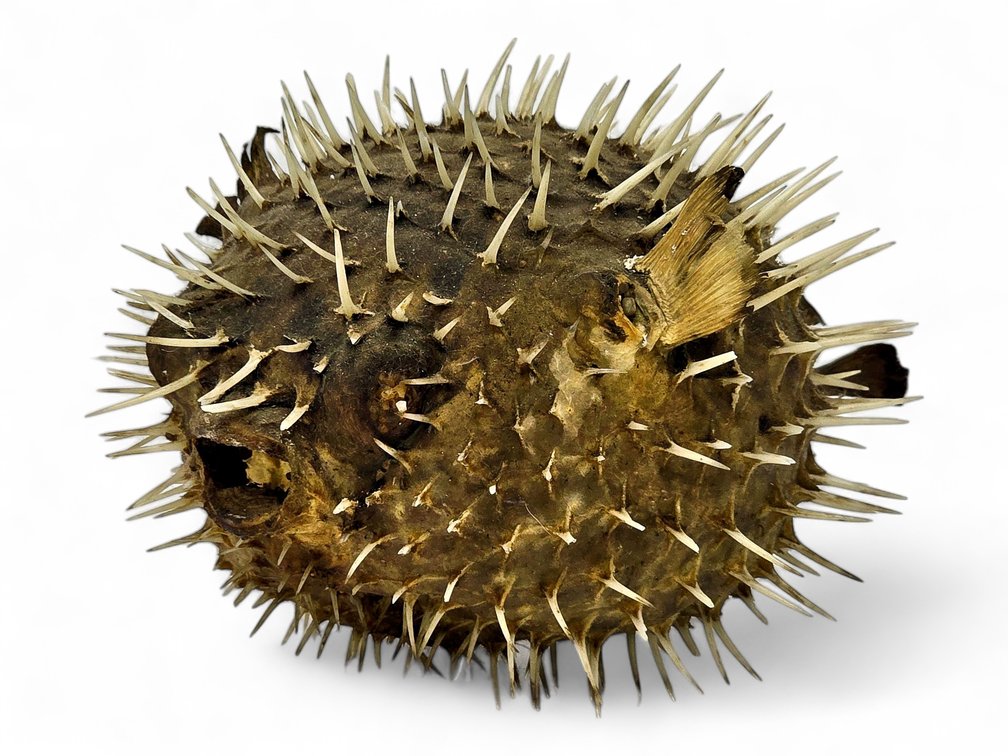 Dried Inflated Porcupinefish Specimen, 8.5 Inches Long