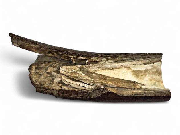 Fossilized Mammoth Tusk Segment with Exposed Layered Ivory