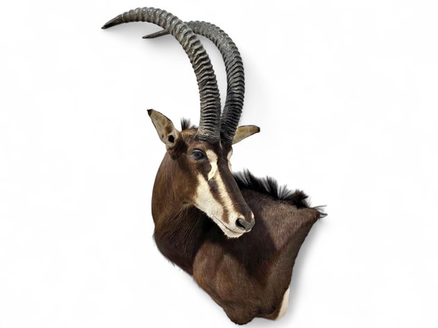 African Sable Antelope Taxidermy Shoulder & Torso Wall Mount