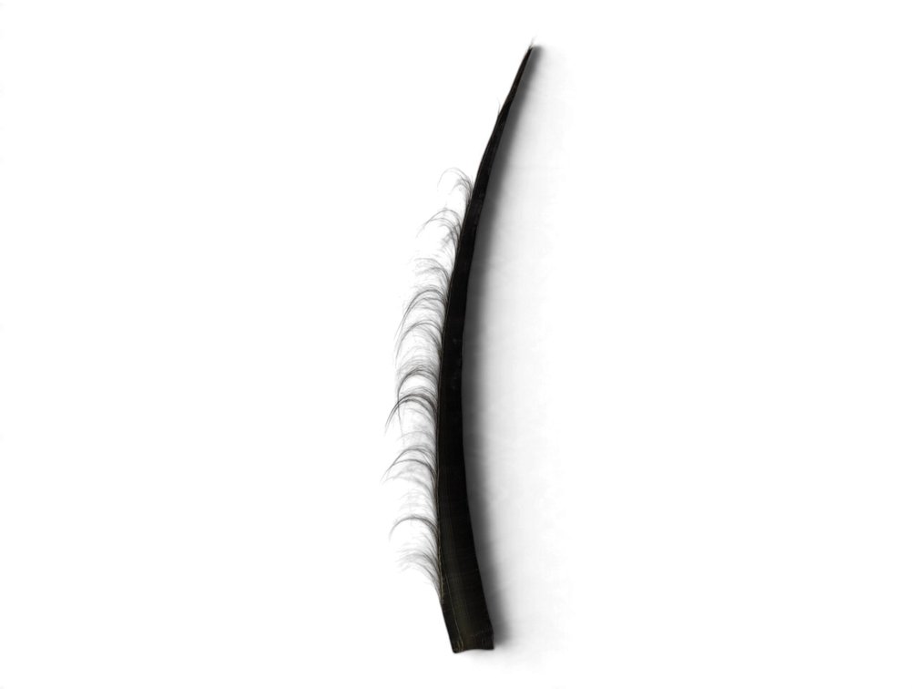 60-Inch Polished Baleen Frond