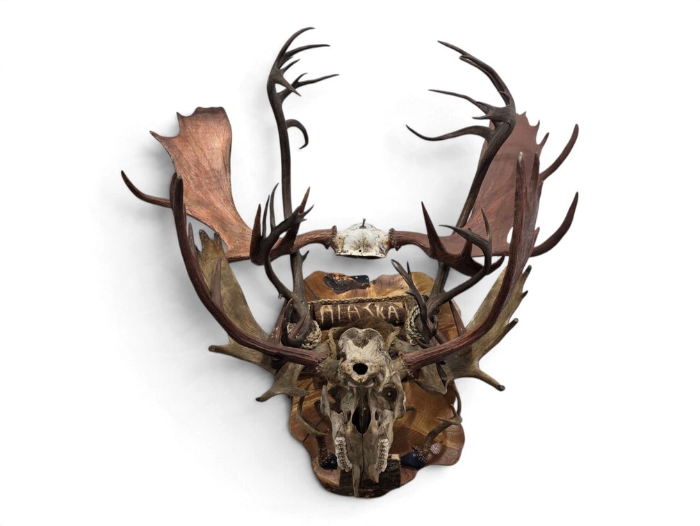 Alaska Moose, Deer & Caribou Antler Assemblage on Wood, Marked ‘90’