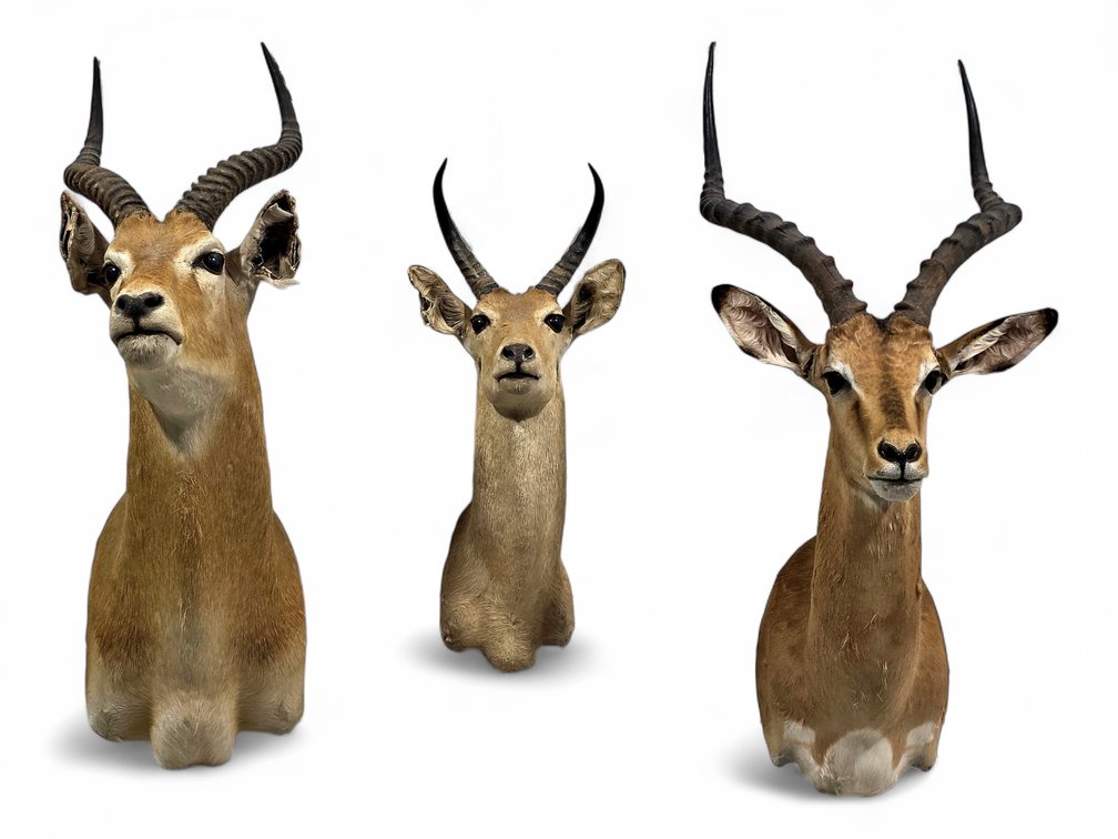 Three African Antelope Shoulder Mounts: Impala, Reedbuck & Kob