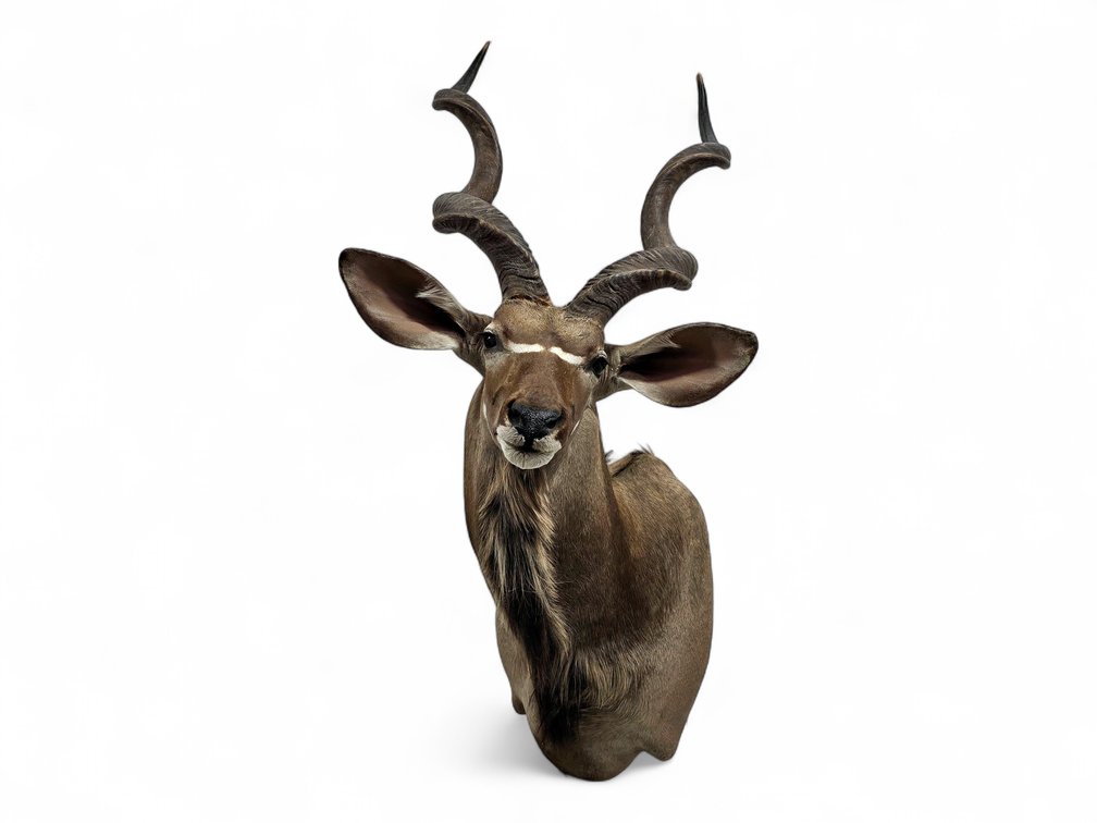 63-Inch Greater Kudu Taxidermy Shoulder Mount with Detachable Horns