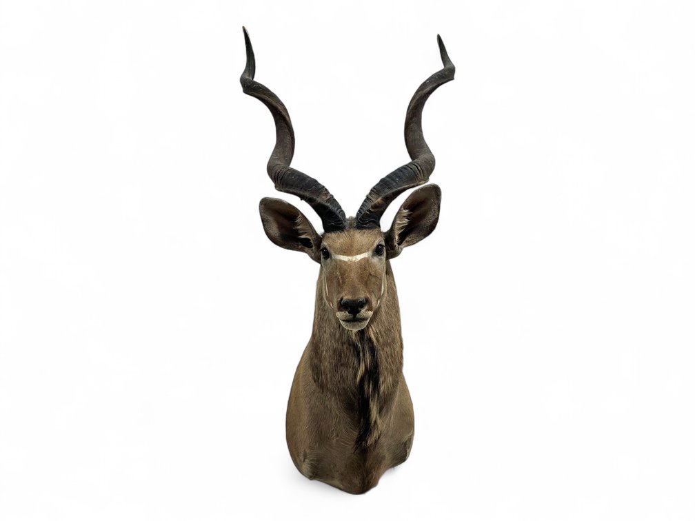 68.5-Inch Greater Kudu Taxidermy Shoulder Mount with Detachable Horns