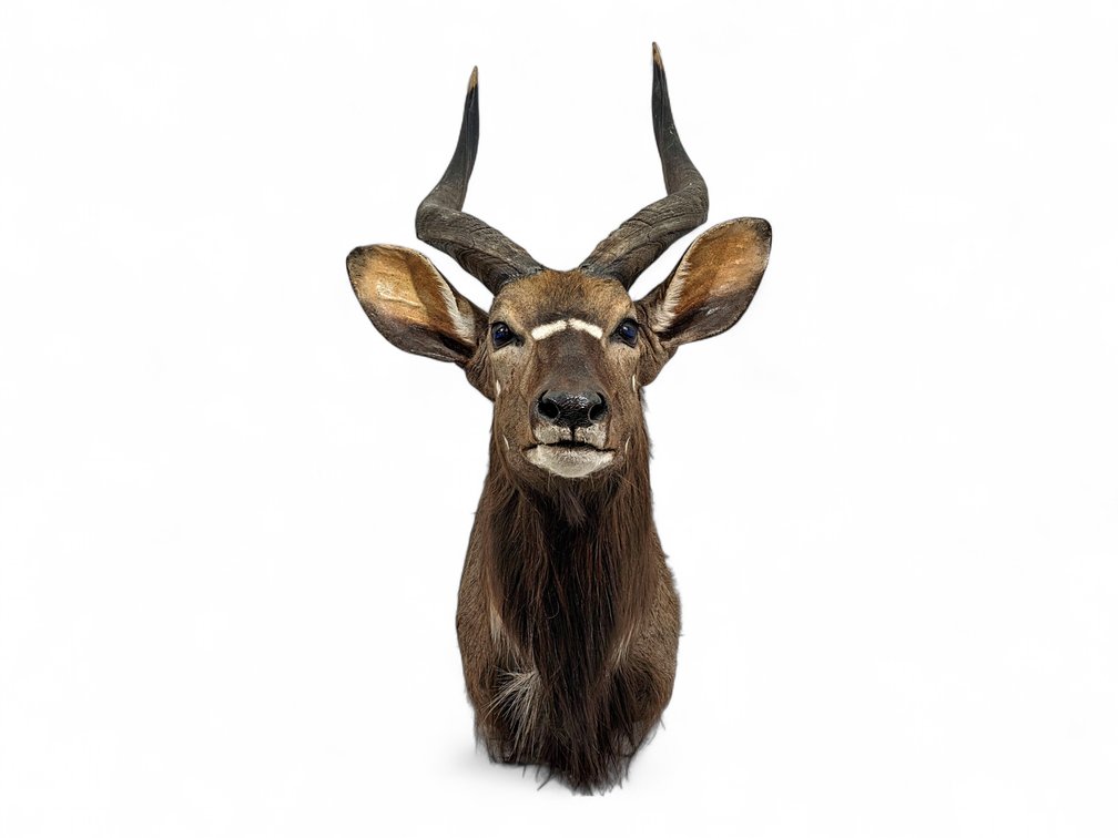 African Nyala Taxidermy Shoulder Mount