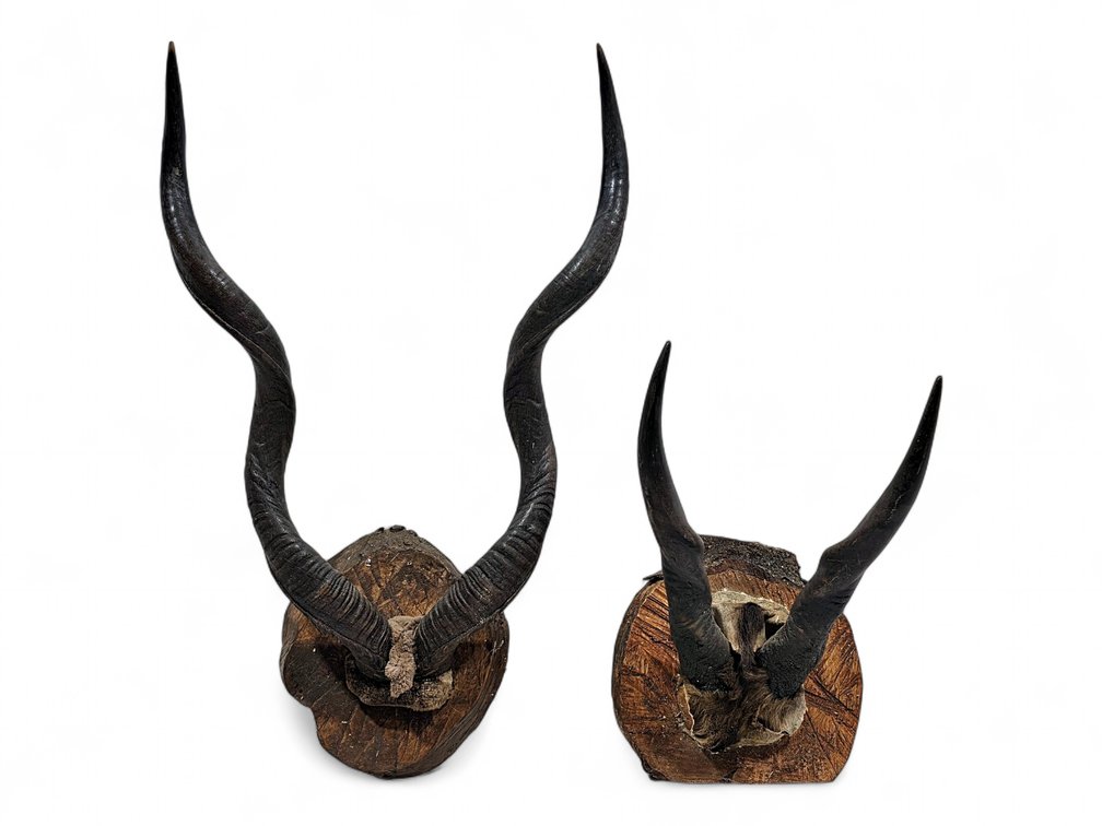Two African Kudu Horn & Skull-Plate Mounts on Natural Wood Plaques