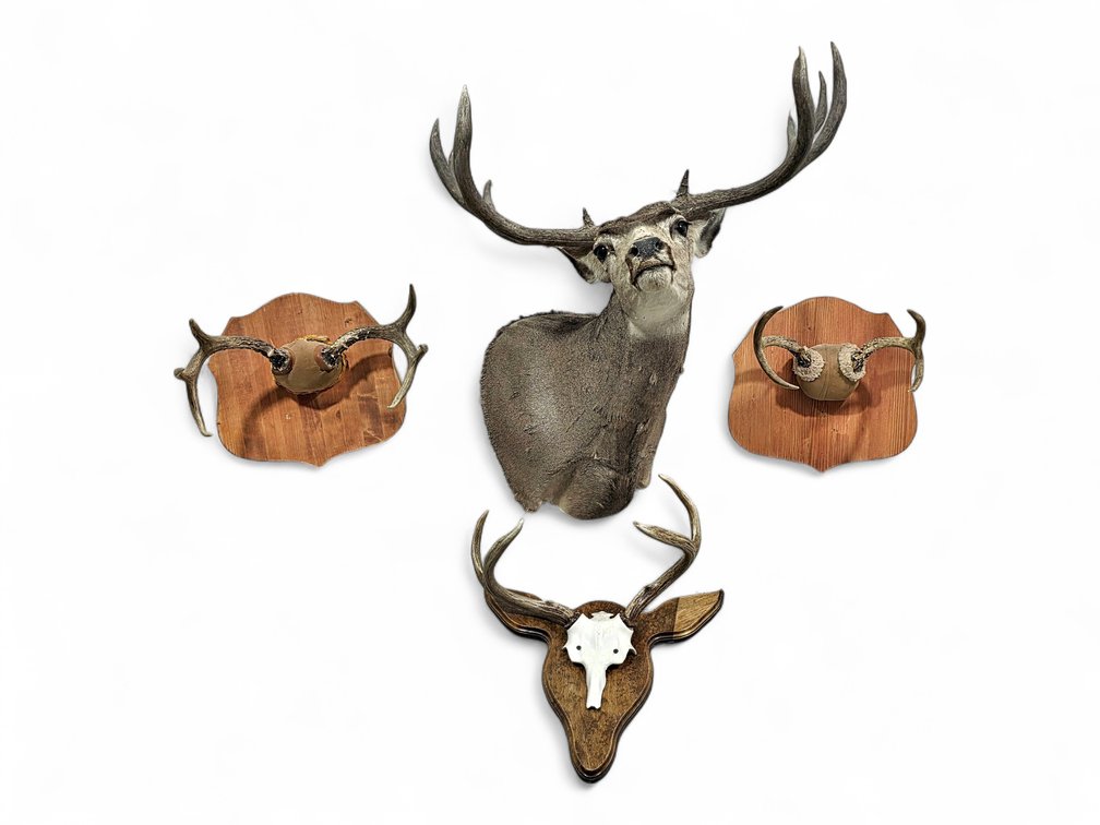 Deer Taxidermy Shoulder Mount with Repaired Antler & Three Antler Plaques