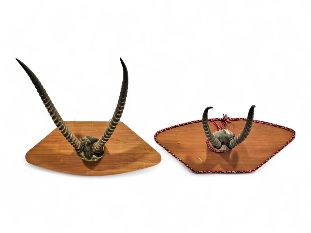 Two African Antelope Horn Displays on Shaped Wood Plaques