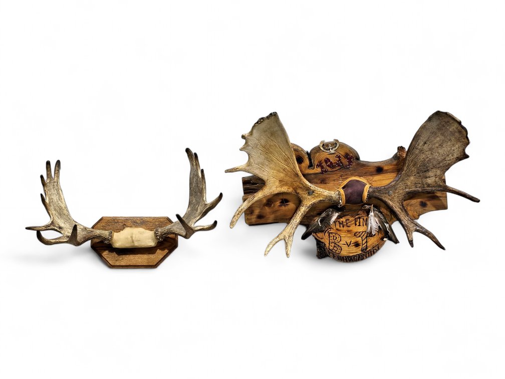 Two Moose Antler Wall Mounts, Including Decorated Natural-Edge Wood Display