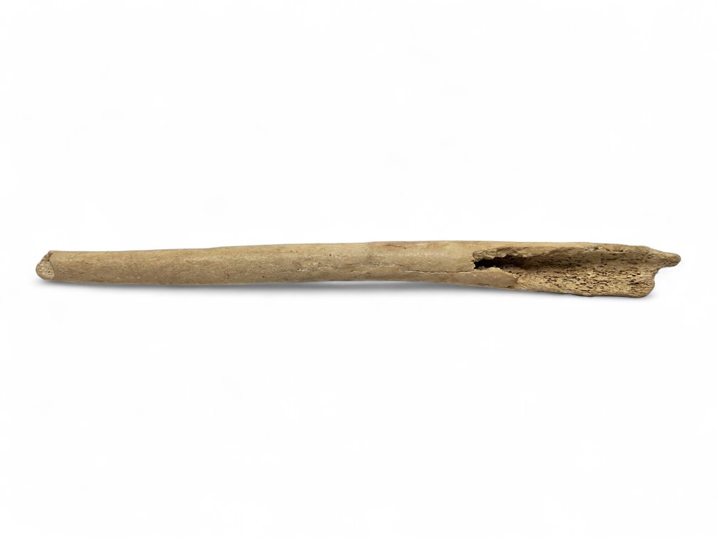 16" Walrus Oosik or Baculum, Mineralized