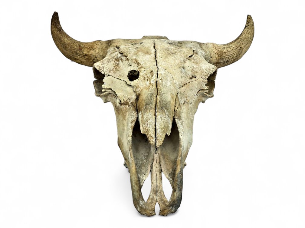 Weathered American Bison Skull with Exposed Horn Cores