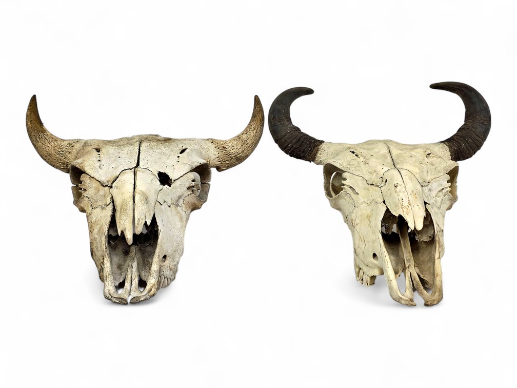 Two American Bison Skulls, One with Dark Horn Sheaths & One with Exposed Horn Cores