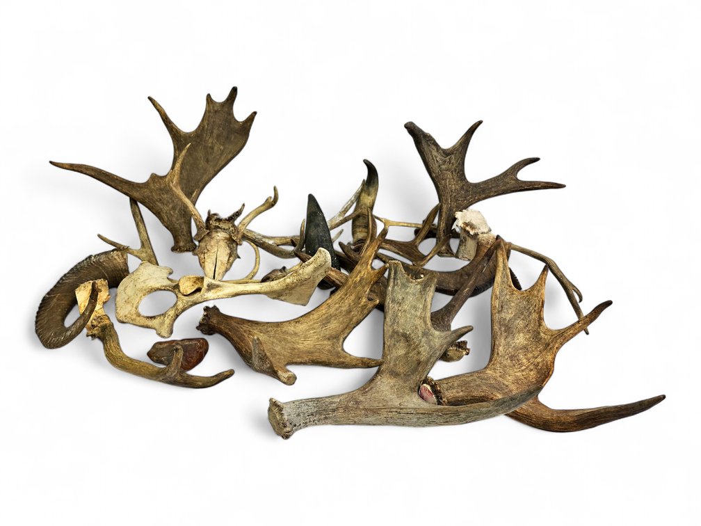 Moose Antlers, Smaller Antler Sections, Horn Sheaths & Assorted Bones