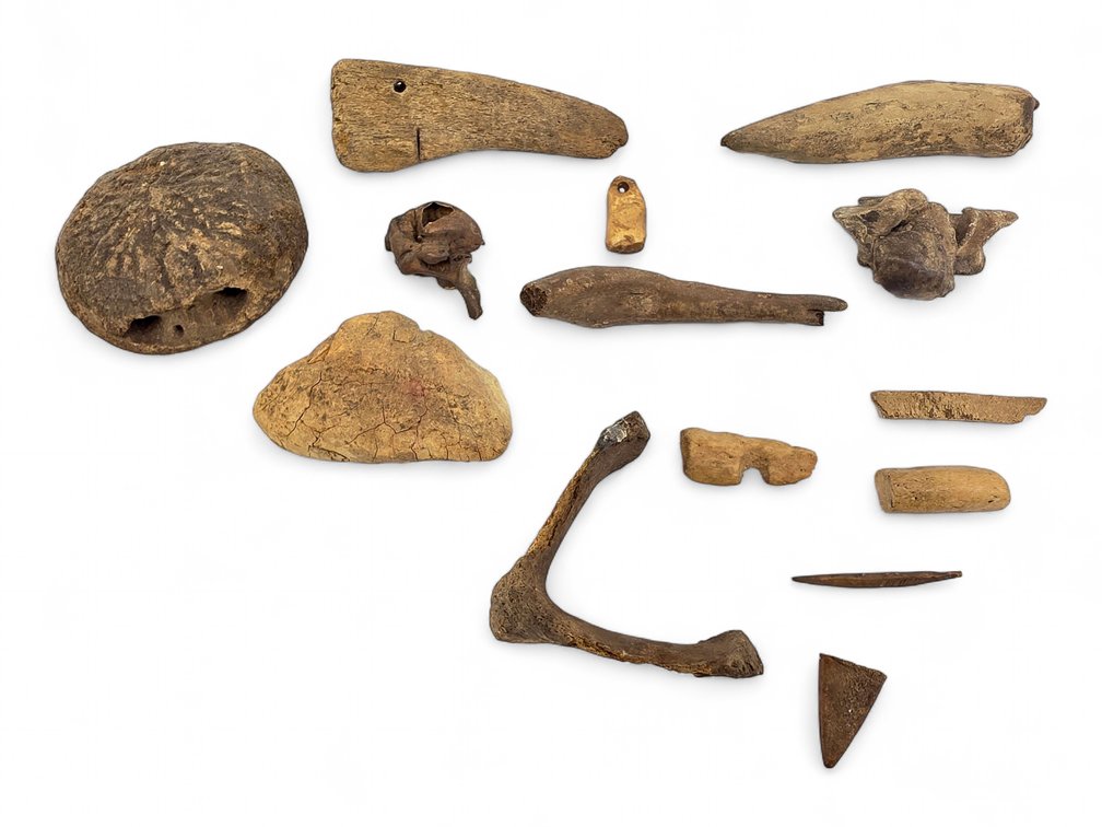 14 Bone and Organic Specimens, Including Worked and Pierced Fragments