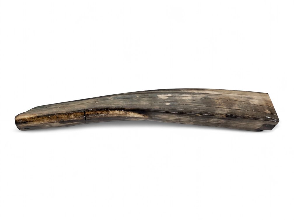 Weathered Walrus Ivory Tusk Segment, 14.5 Inches, 936 Grams — Split & Chipped