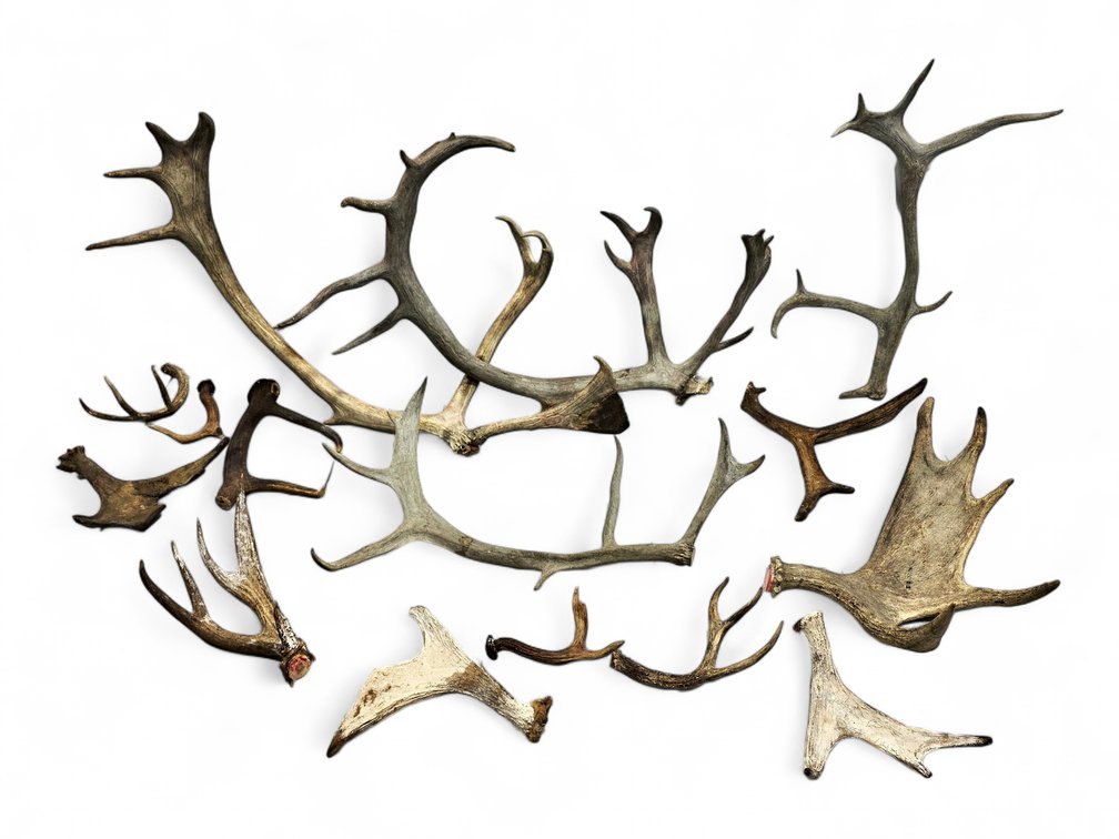 Loose Moose, Caribou & Deer Antlers and Antler Sections