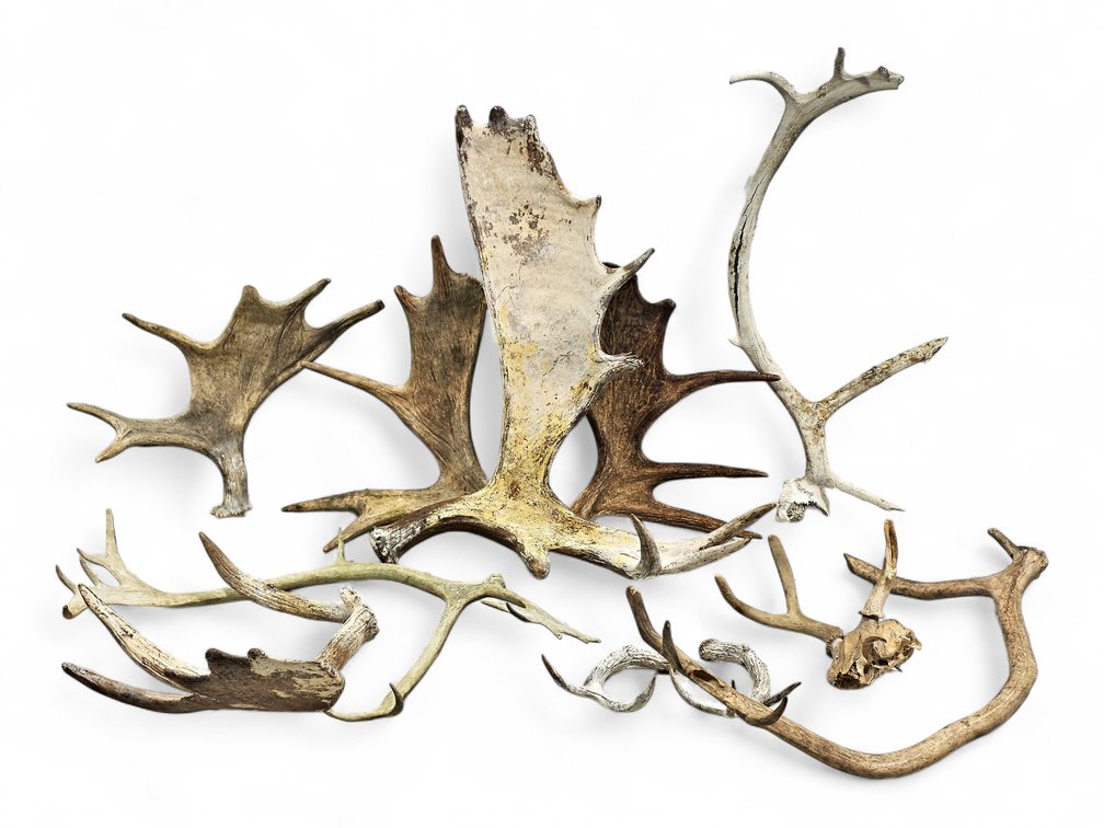 Mixed Moose, Caribou & Deer Antlers with Weathered and Partial Specimens