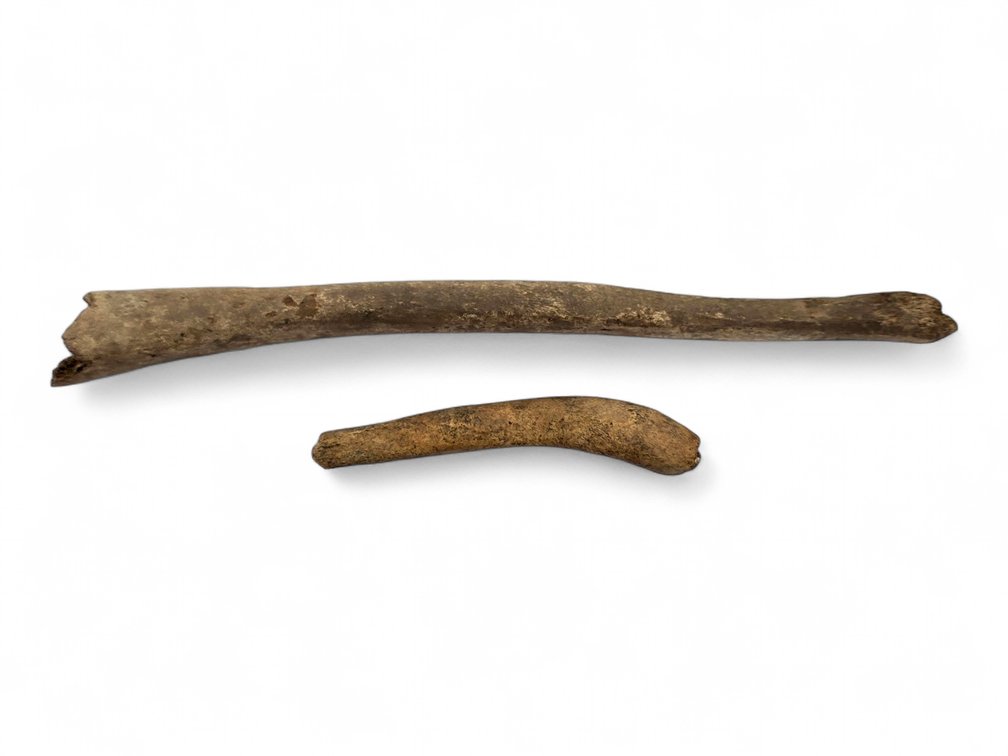 Two Walrus Oosiks or Bacula, Largest 12.5 Inches