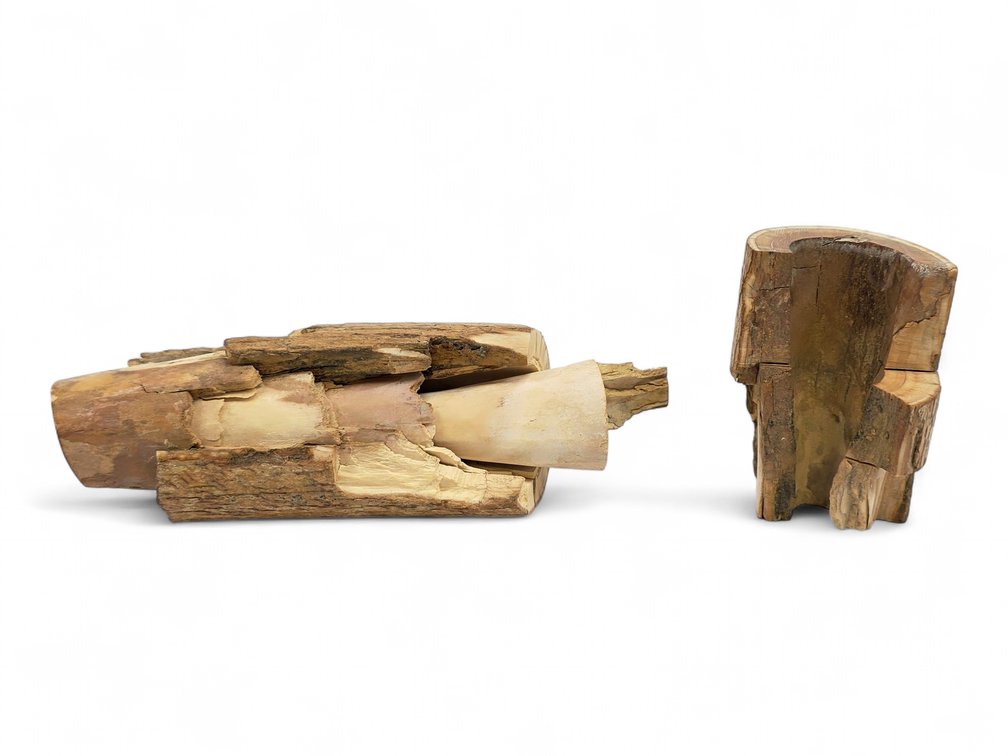 Fossilized Mammoth Tusk Section with Tip Core