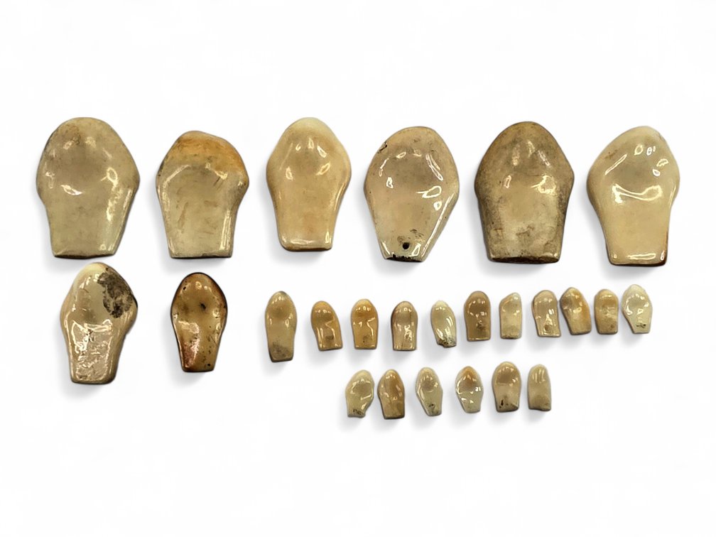25 Elk Teeth or Ivories in Assorted Sizes