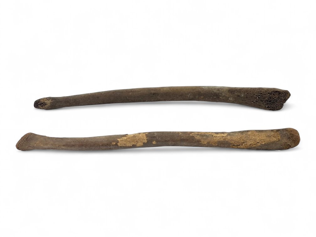 Two Mineralized Walrus Oosiks