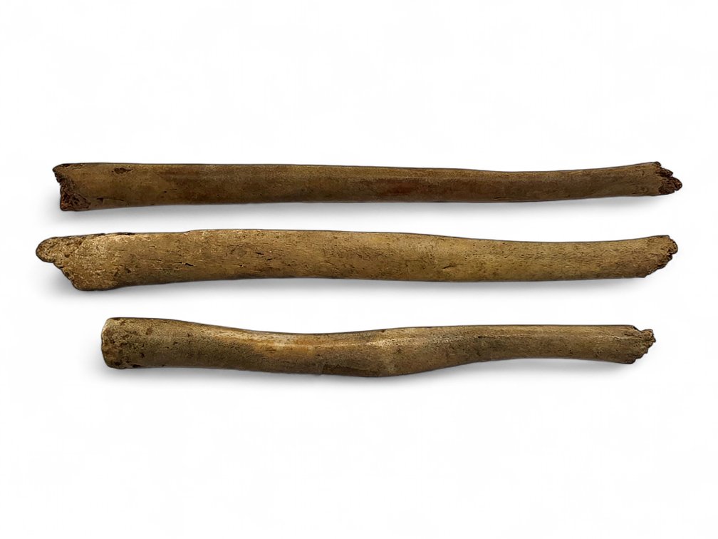 Three Mineralized Walrus Oosiks or Bacula