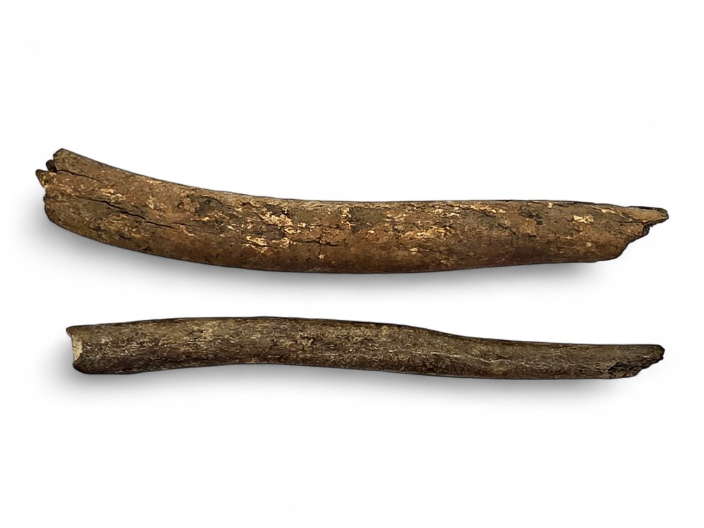 Two Walrus Oosiks or Bacula