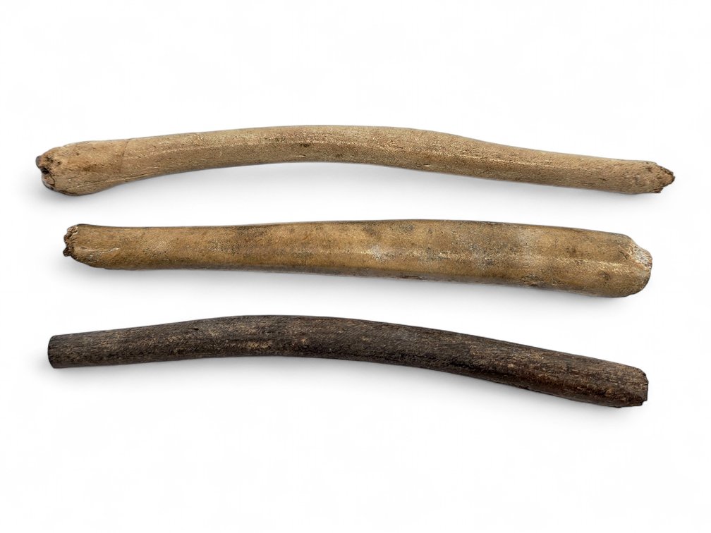 Three Walrus Oosiks or Bacula