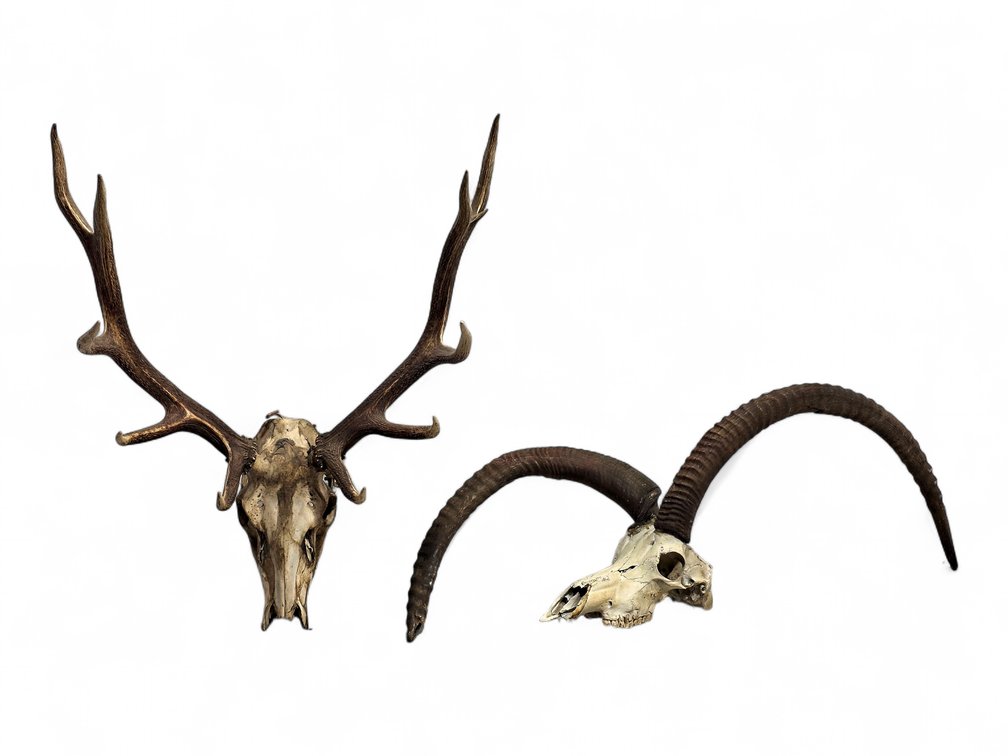 Red Deer Stag Skull & Antlers with a Second Horned Skull Display