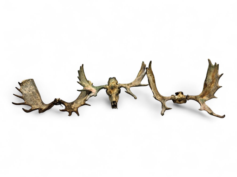 Three Moose Antler & Skull Groups
