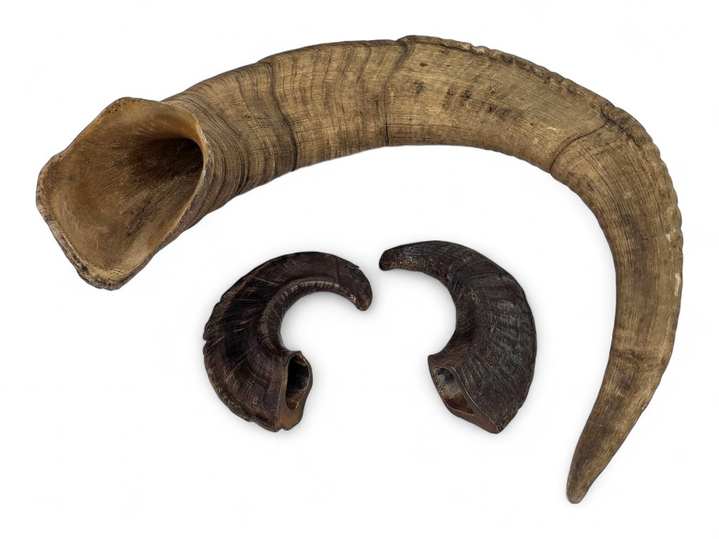 Three Horn Sheaths — Dall Sheep & Two Smaller Dark Curved Horns