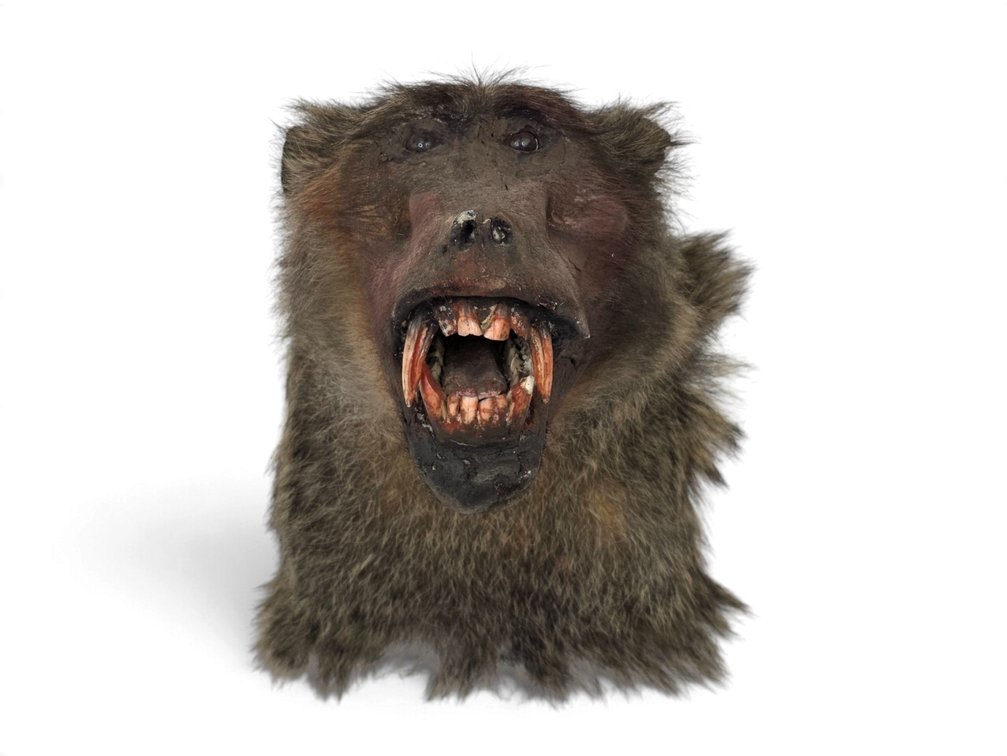 Baboon Taxidermy Shoulder Mount with Open-Mouth Pose