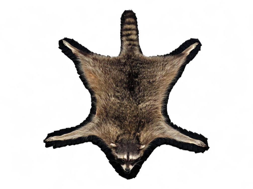 Raccoon Taxidermy Rug with Black Felt Border, Approximately 45 Inches Long