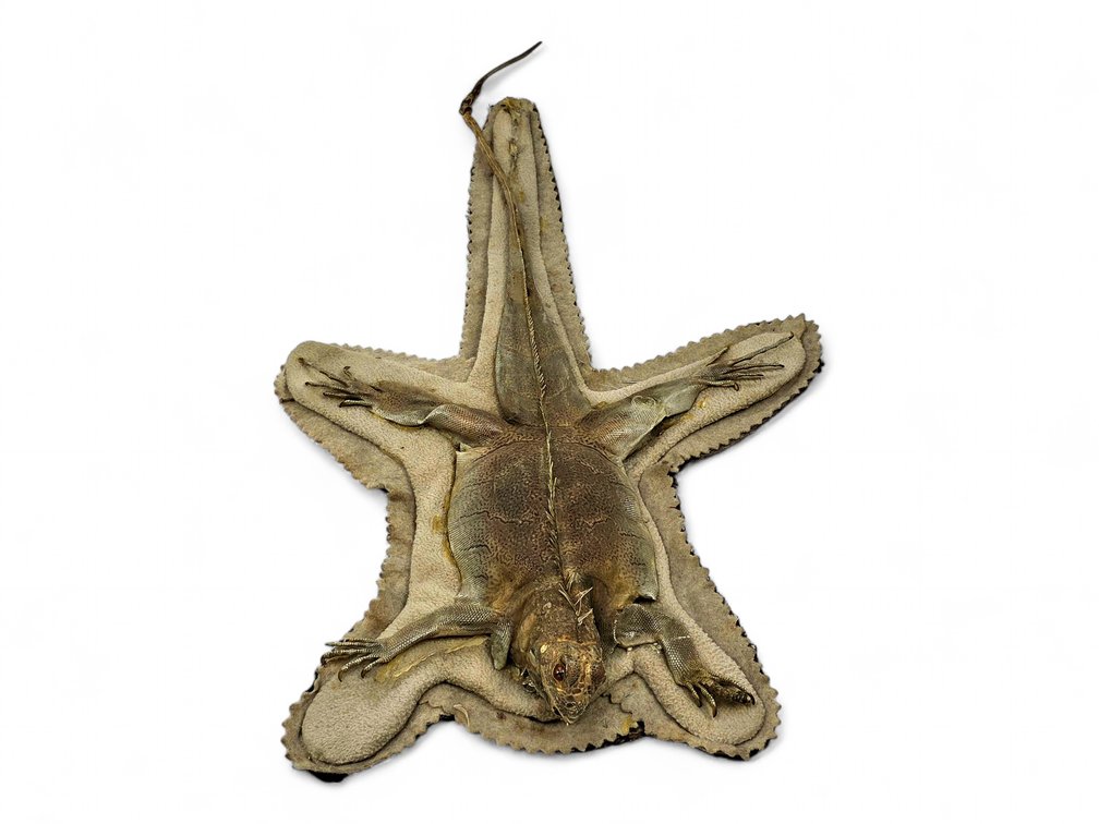 Green Iguana Taxidermy Rug with Loose, Previously Repaired Tail