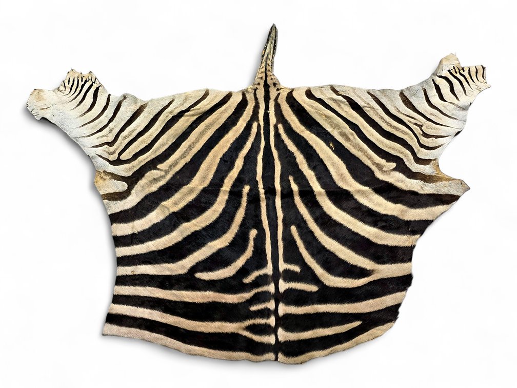 Plains Zebra Hindquarter Hide, Approximately 68 x 57.25 Inches