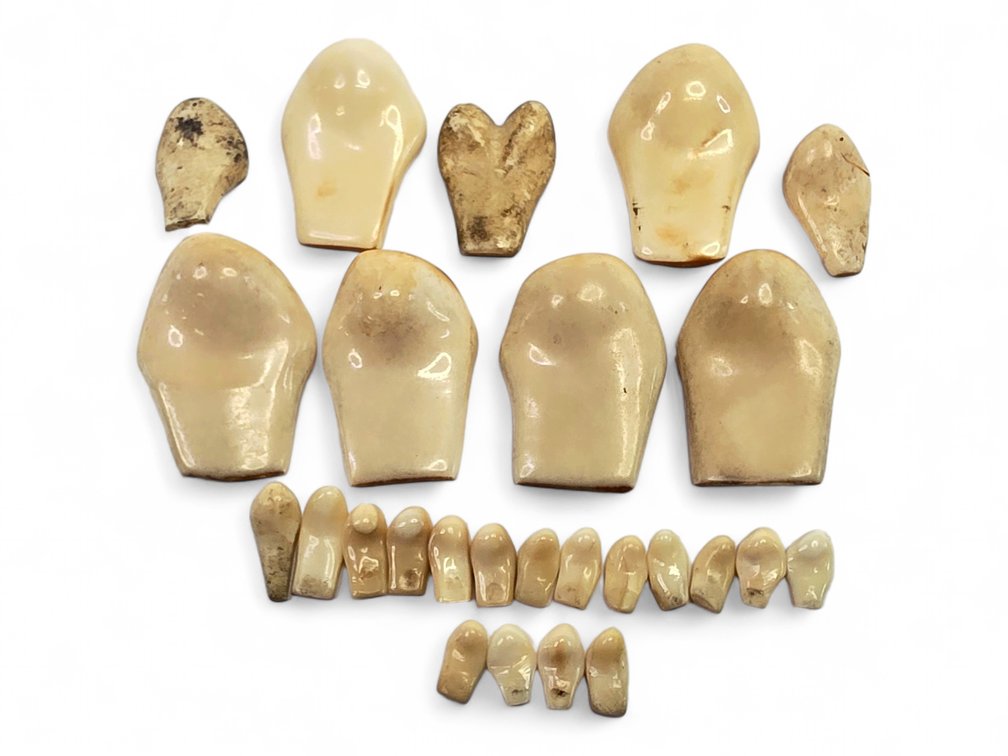 Elk Teeth Collection in Varied Sizes & Natural Cream-to-Brown Tones